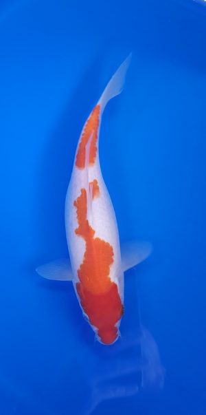 11" Kohaku Female