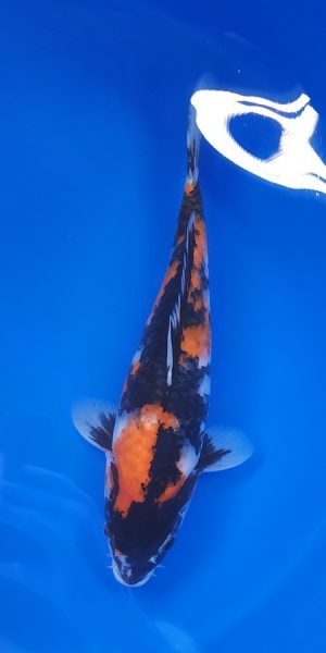 14" Showa Female