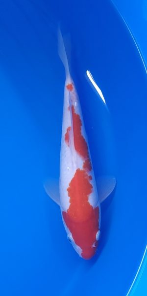 10.5" Kohaku Male