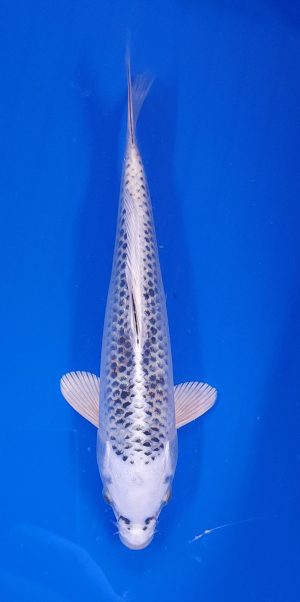 10" Gin Matsuba Male