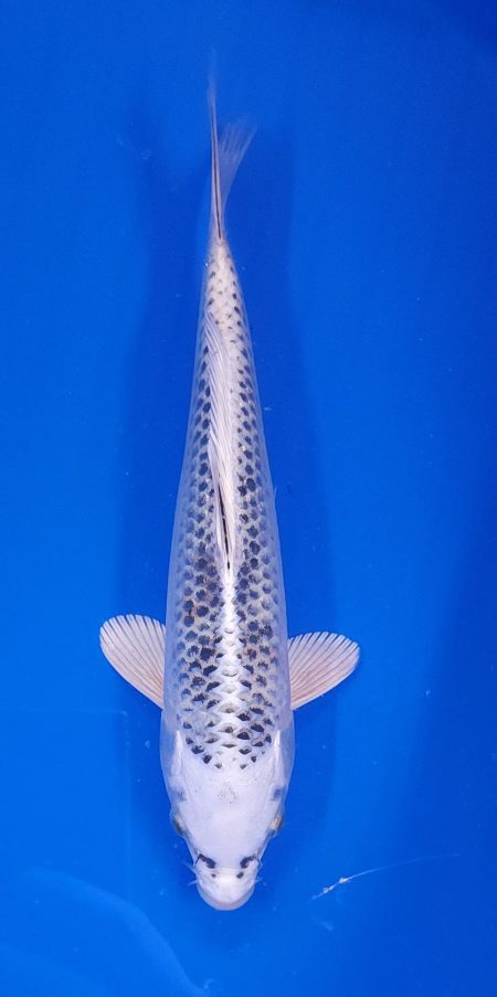10" Gin Matsuba Male
