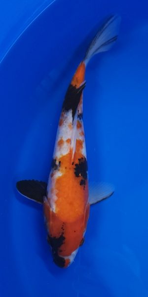 12" Showa Female