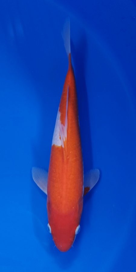 11.5" Kohaku Female