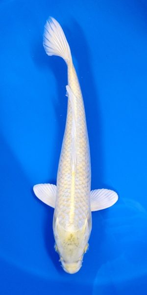 15" Yamabuki Female