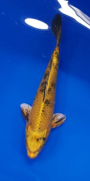 9" Kin Ki Utsuri Female