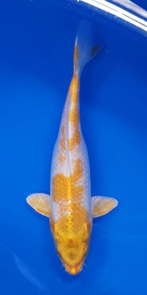 9" Hariwake Female