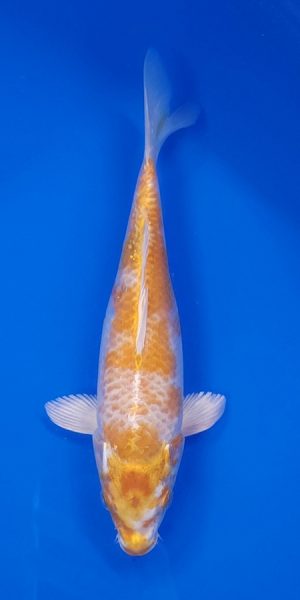 9.5" Hariwaki Female