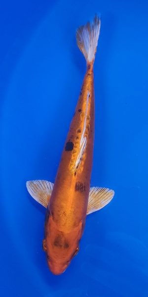 10.5" Yamatonishiki Male