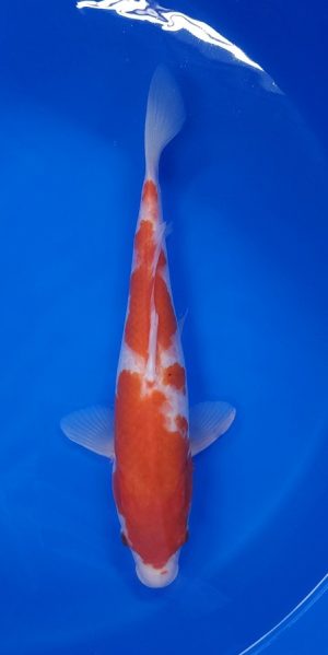14" Kohaku Male