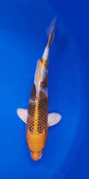 10" Kujaku Female