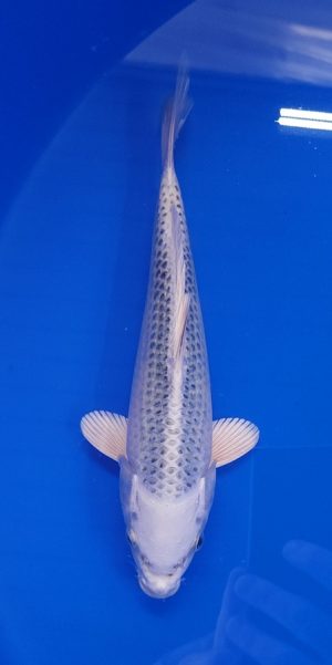 10" Gin Matsuba Female