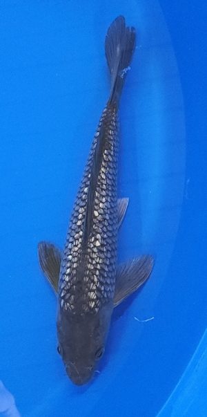 9" Ginrin Soragoi Female