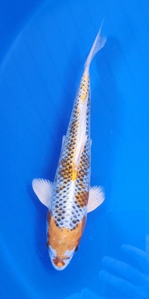 11" Kujaku Female