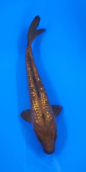 10" Ginrin Chagoi Female