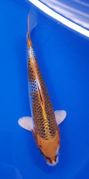 10" Kujaku Male