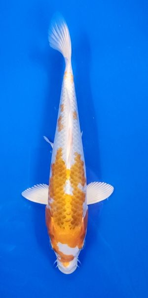 10" Kujaku Female