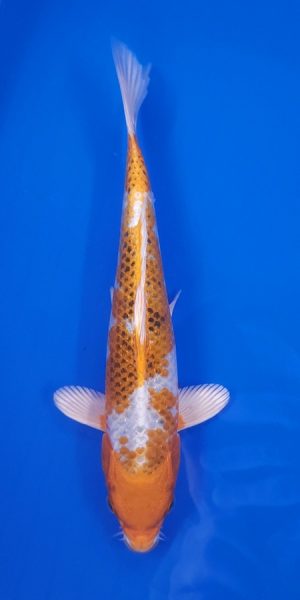 10" Kujaku Female