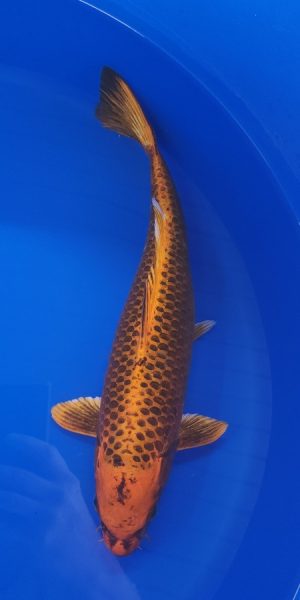 14.5" Kin Matsuba Female