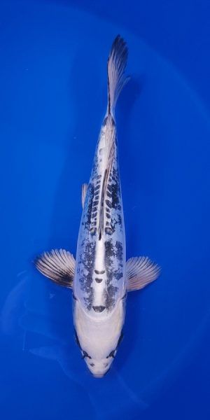 14" Kikokuryu Male