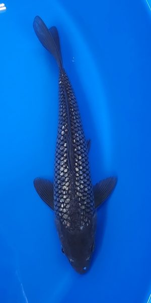 11" Ginrin Soragoi Male