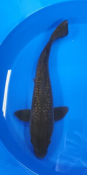20" Ginrin Chagoi Female