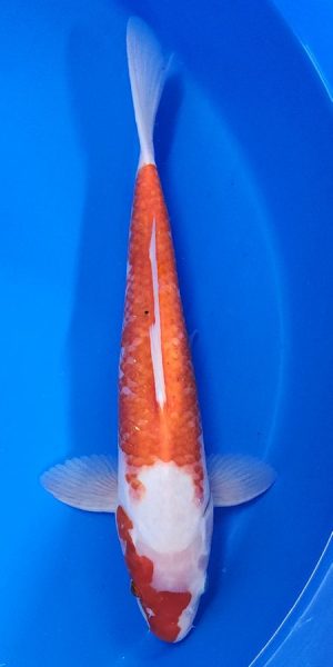 15" Kohaku Male