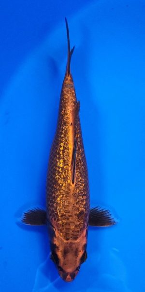 10" Ginrin Aka Matsuba Female