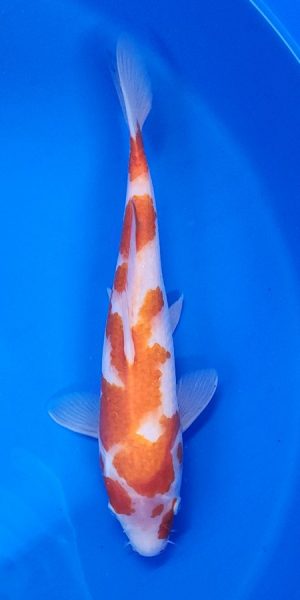 12" Kohaku Female