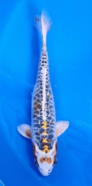 12" Aragoke Shusui Female