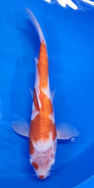14" Kohaku Male