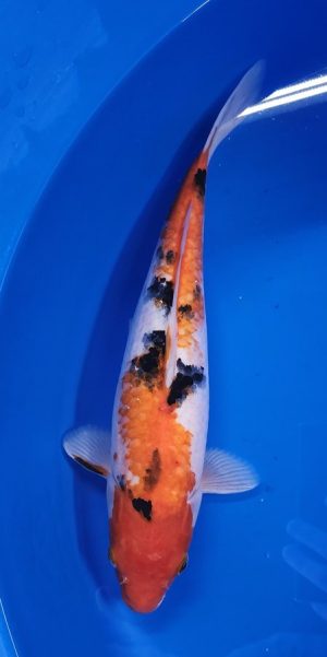 14" Sanke Female