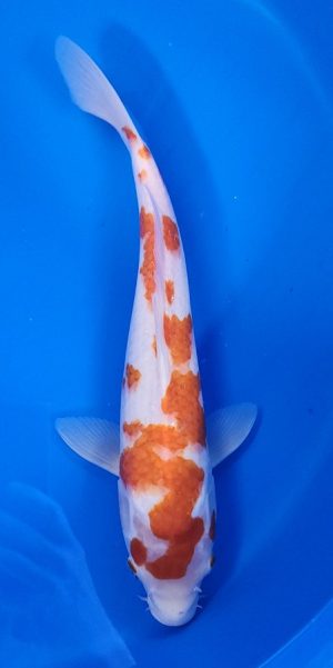 14" Kohaku Male