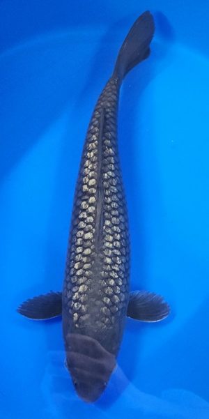 18" Ginrin Soragoi Female