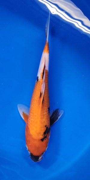 12" Showa Male