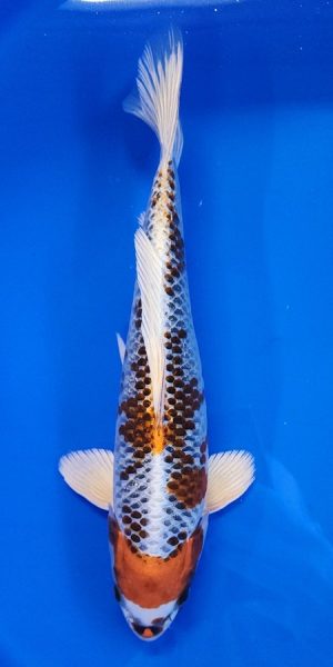 13" Kujaku Female