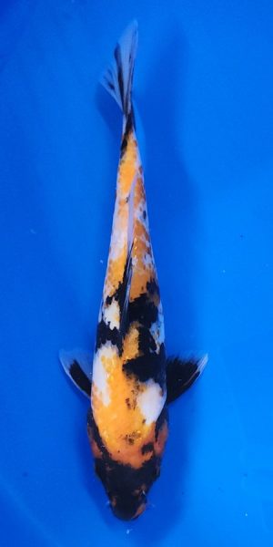12" Ki Showa Female