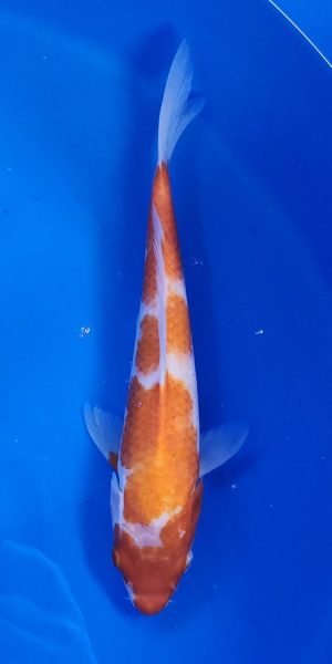 12" Kohaku Male
