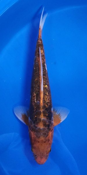 14" Hi Shusui Male