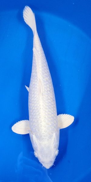 16.5" Platinum Female