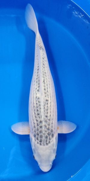 18" Asagi Female