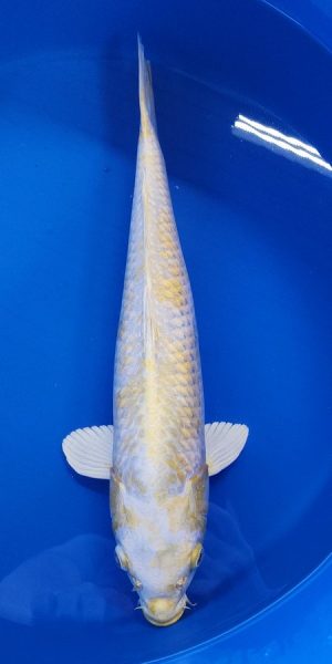 18.5" Lemon Hariwake