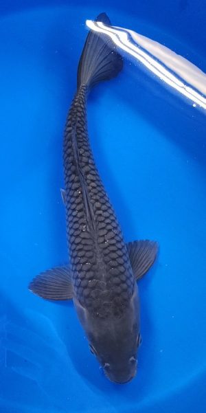 18.5" Soragoi Female