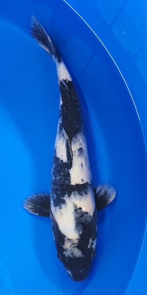 15" Shiro Utsuri Female