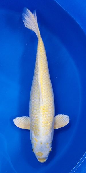 16.5" Lemon Hariwake