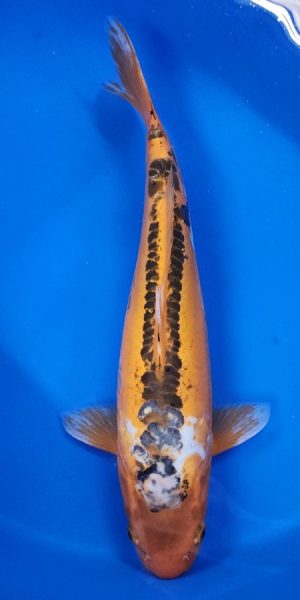 16" Hi Shusui Female