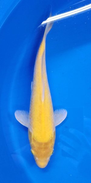 12.5" Kigoi Female