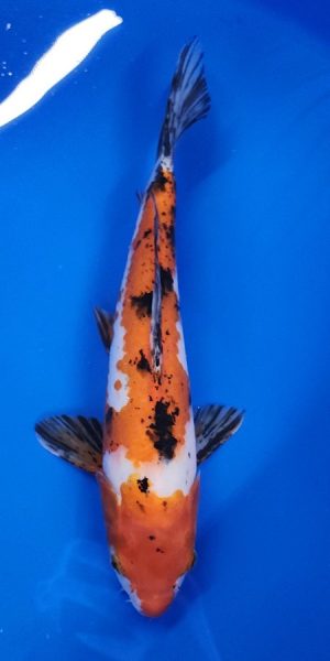 13" Sanke Female
