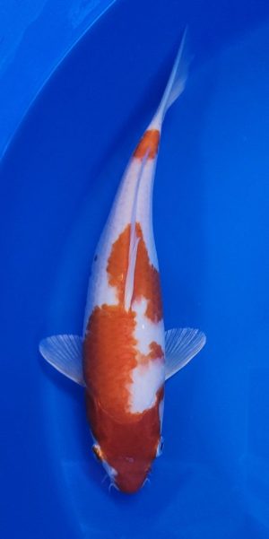 12" Kohaku Female