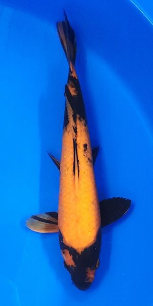 12" Hi Utsuri Female