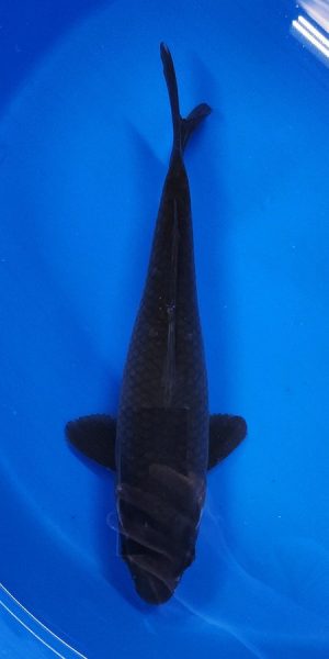 14.5" Karasu Female